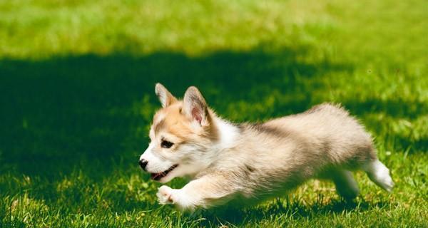 比格犬怀孕期间的饮食管理（宠物比格犬孕期需注意的饮食细节）