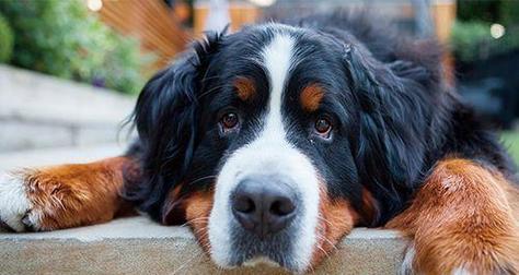 以伯恩山犬的饮食禁忌（宠物狗不能吃哪些食物？）