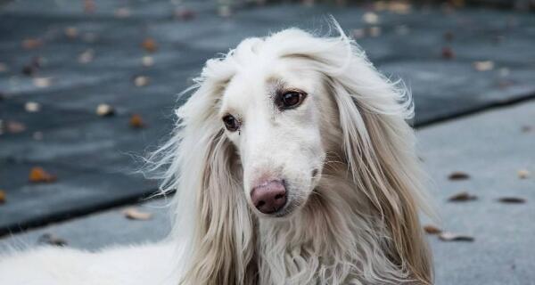 阿富汗猎犬是否具有情感表达能力？（探究宠物的情感世界，了解阿富汗猎犬的行为）