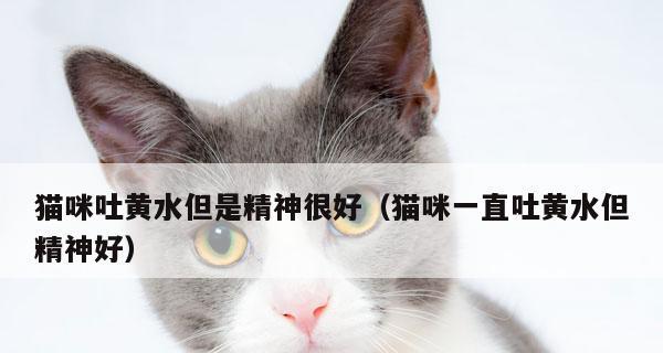 让猫咪不再吐毛球，你需要知道的这些！