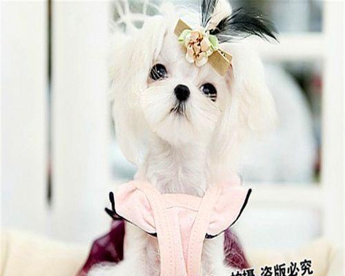 马尔济斯犬的饲养方法（如何让你的宠物更健康快乐？）