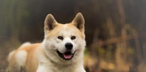 了解秋田犬的各项特征标准（探索这种宠物的身形、毛发、性格和训练方法）