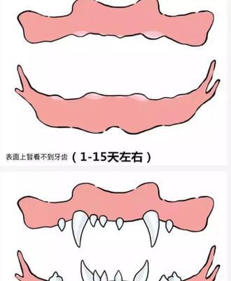 捷克梗的饲养指南（如何给捷克梗提供最佳的生活条件）