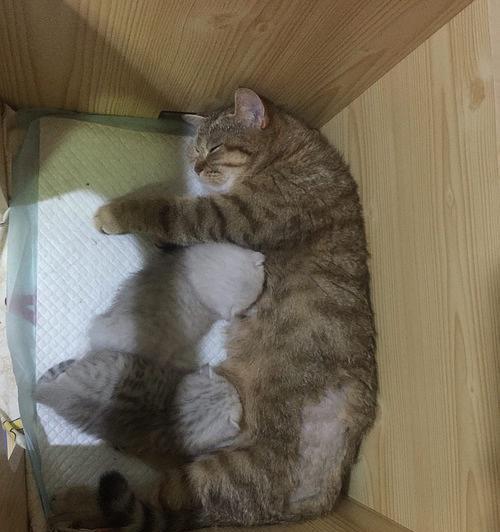 猫咪哺乳期呕吐全解析（了解哺乳期的呕吐症状及其处理方法）