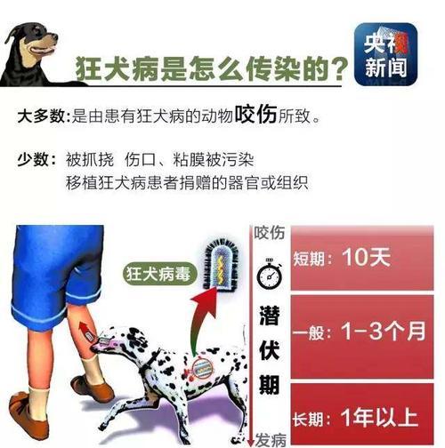 预防狂犬病，宠物主人必知的15个方法（以宠物为主，保障家庭健康）