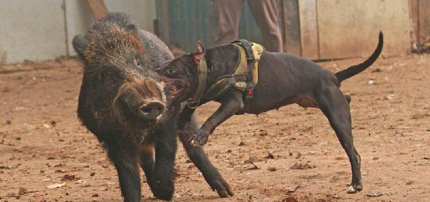 比特犬训练全解析（宠物爱好者必读，掌握比特犬训练技巧）