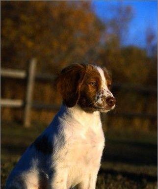 不列塔尼猎犬的饲养方法（掌握这些技巧，让你的宠物更健康快乐）