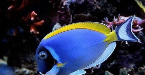 英丽鱼饲养指南（打造水族箱中的瑰宝、饲养方法详解）