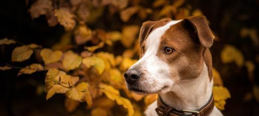 如何应对宠物以拳师犬为主的犬瘟热？（预防、诊断、治疗，宠物犬瘟热的全方位指南）