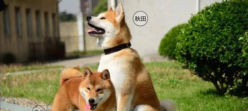 秋田犬饲养方法大全（全面了解秋田犬，做一个称职的主人）