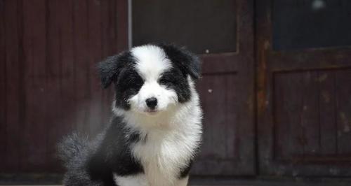 如何辨别纯种边境牧羊犬幼犬（边境牧羊犬幼犬的特征与判断方法）