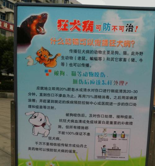 预防狂犬病，让宠物健康长寿（如何保护你和你的宠物免受狂犬病的侵害）