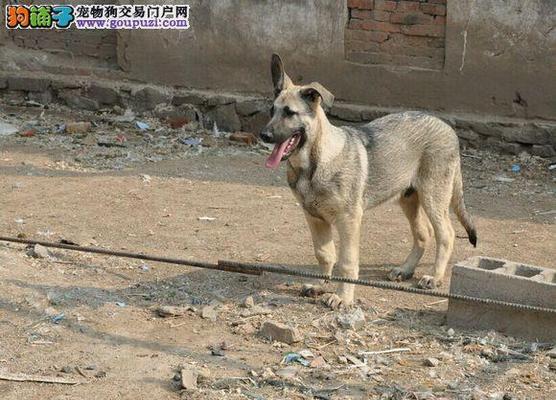 狼青犬饲养秘籍（培养专属于你的忠诚守卫）