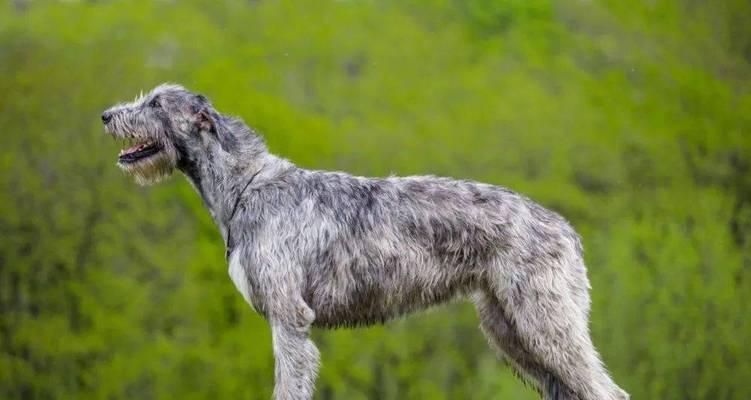 兰伯格犬的饲养全指南（了解这个大型警犬品种的饲养技巧与方法）