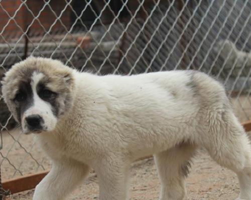 中亚牧羊犬的饲养方法（了解中亚牧羊犬，做好饲养措施）