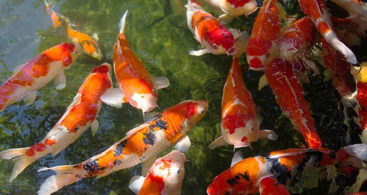 红白锦鲤的饲养方法（打造健康活力的红白锦鲤水族箱）