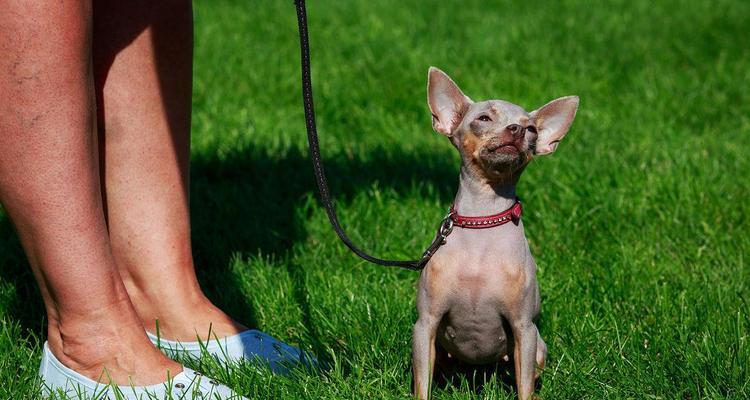 猎狐犬的饲养方法（宠物犬的健康与快乐生活）