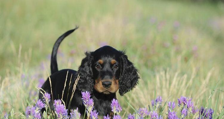 如何正确饲养不列塔尼猎犬（掌握这些技巧让您的爱犬更健康快乐）