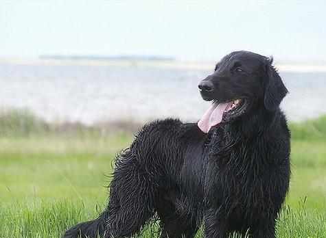 如何科学饲养卷毛寻回犬？（掌握这些关键点，让你的卷毛寻回犬健康快乐成长！）