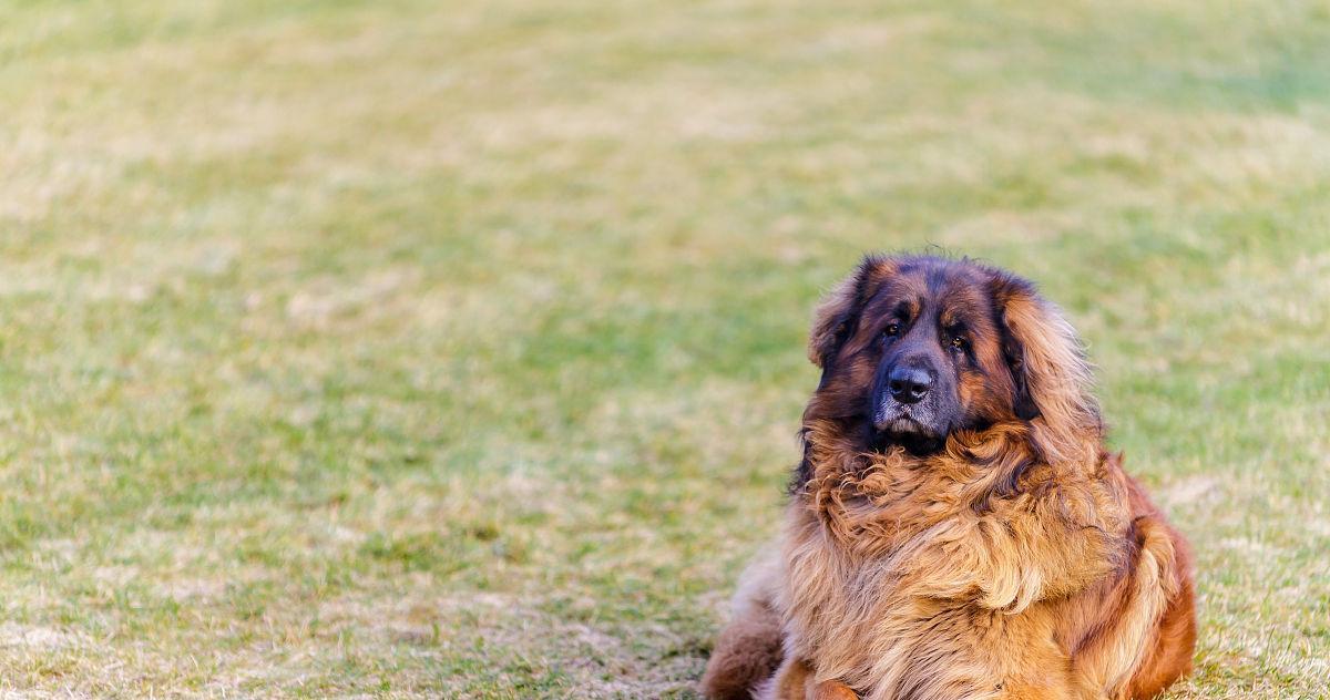 兰伯格犬的饲养方法