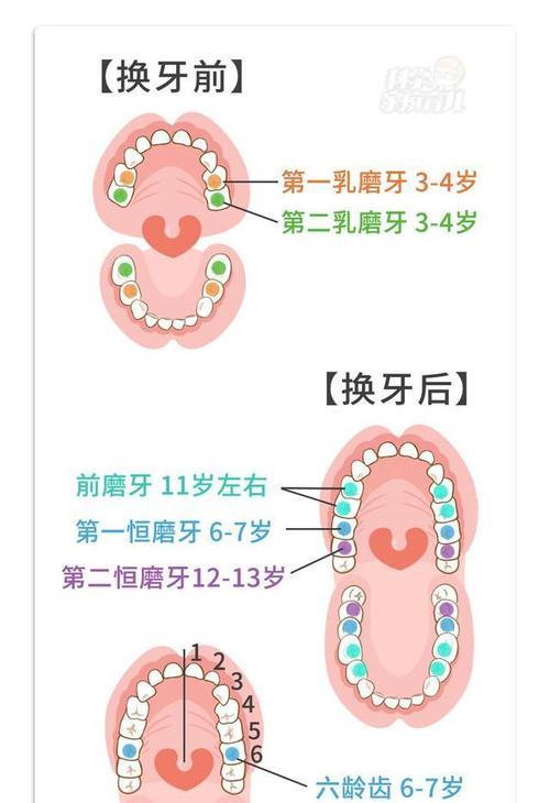 英国银兔的饲养方法（如何让你的英国银兔健康成长？）