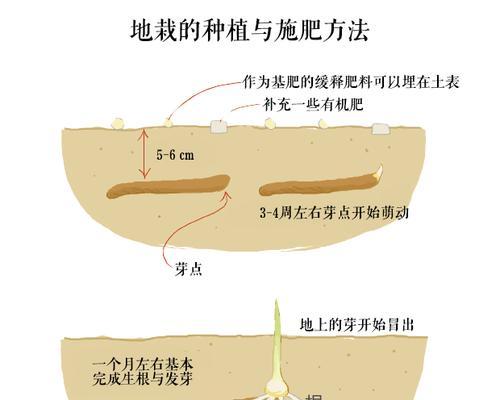 如何饲养威尔士梗——让你的宠物健康快乐成长（从喂养到训练，一步步教你照顾好威尔士梗）