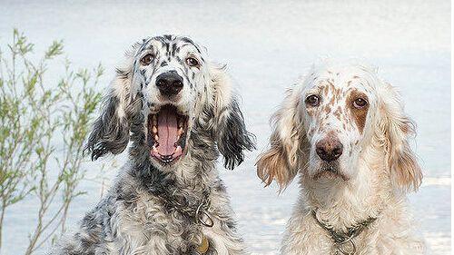 斯科舍诱鸭寻回犬的饲养方法（让你的犬只成为顶尖的诱鸭猎犬）