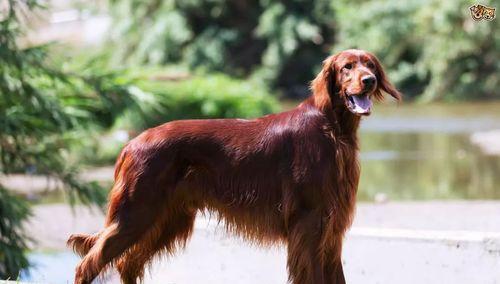 赛特犬的完美饲养指南（如何在家中照顾您的赛特犬？）