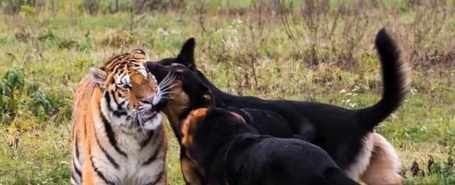 藏獒能否吃盐？（宠物犬的饮食习惯、盐的摄入量及对健康的影响）