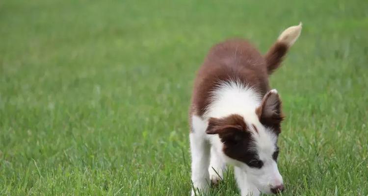 如何科学喂养边境牧羊幼犬（掌握喂养要点，让宠物健康成长）