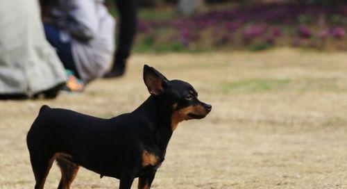 英斗犬与寒冷的抗争（以宠物为主，了解英斗犬怕冷的原因和应对方法）