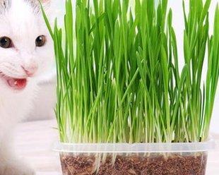 猫草的神奇功效（以猫咪为主的宠物养护秘笈）