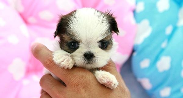 西施幼犬饲养指南（宠物爱好者必看，从营养到训练全面指导）