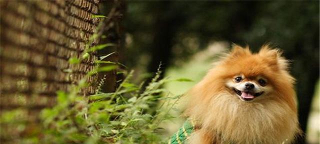 如何鉴别博美犬的年龄和寿命（以宠物为主，科学预防健康长寿）