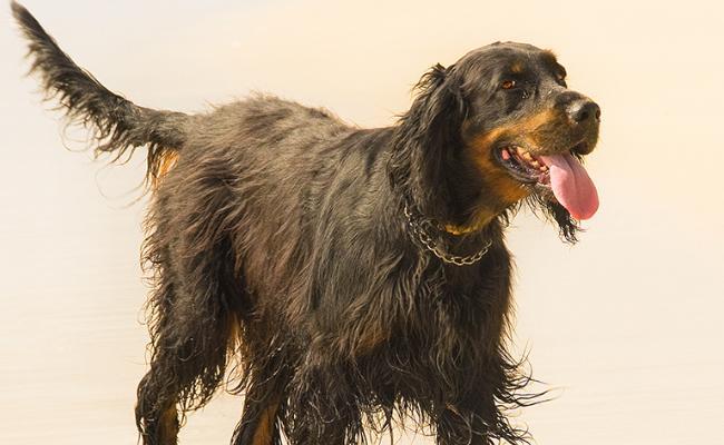 打造忠诚伴侣——以赛特犬的饲养方法（培养训练、健康饮食、合适照顾）