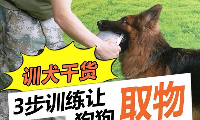 如何训练杜宾犬成为优秀宠物（掌握正确的方法，让您的杜宾犬变得更聪明、更忠诚、更听话）