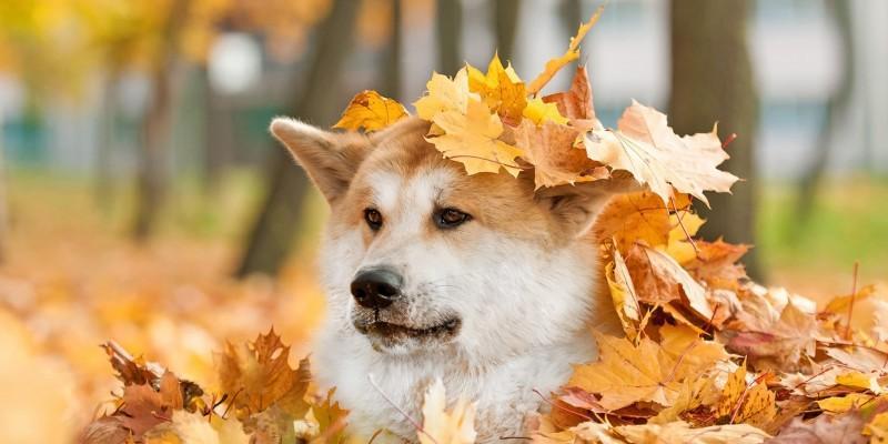 博美犬不吃药怎么办？教你正确应对宠物健康问题（了解宠物的健康状况，合理调整饮食、生活习惯）