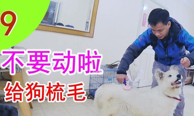 狗狗梳毛出血了怎么办？（遇到狗狗梳毛出血的情况，这些方法可以帮你解决！）