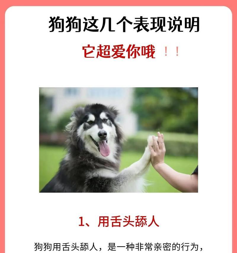 从哪些方面可以预防宠物犬得皮肤病？（了解狗狗皮肤病的成因，关注狗狗的饮食和环境，提高狗狗的免疫力）