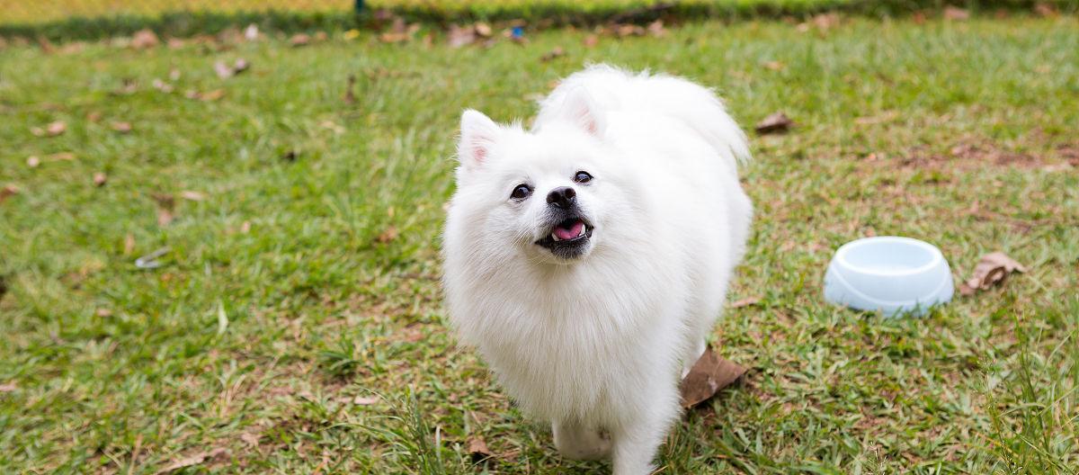 爱斯基摩犬饲养指南（打造健康、快乐的爱斯基摩犬生活）