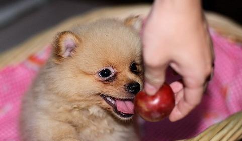 如何科学养护你的库瓦斯犬（建立健康的生活习惯，让你的宠物更加健康快乐）