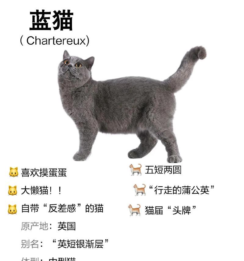 养育俄罗斯蓝猫的指南（俄罗斯蓝猫饲养方法及“俄罗斯蓝猫”）