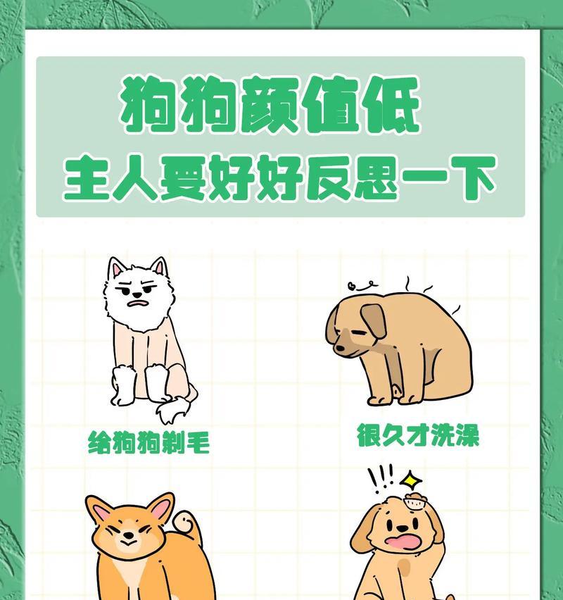 养狗攻略（从幼犬到成犬，掌握这些关键点）