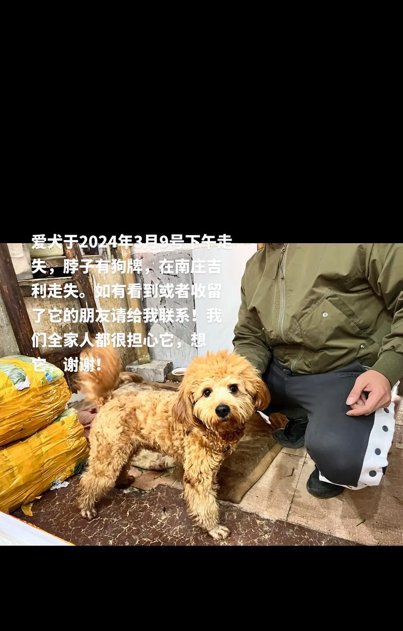 贵宾犬（探究当下人们不愿养贵宾犬的原因）