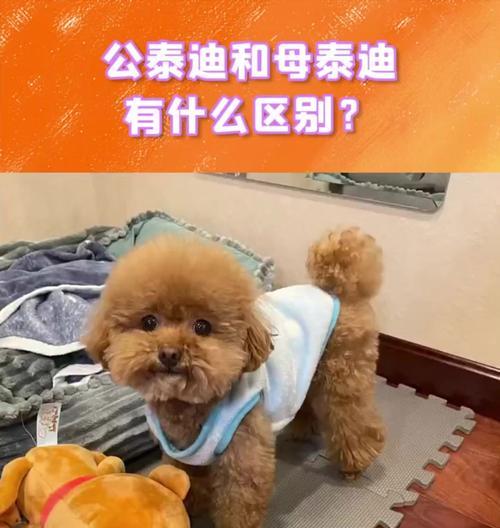 贵宾犬与泰迪（从外貌、性格到价格，这两种狗狗有哪些不同？）