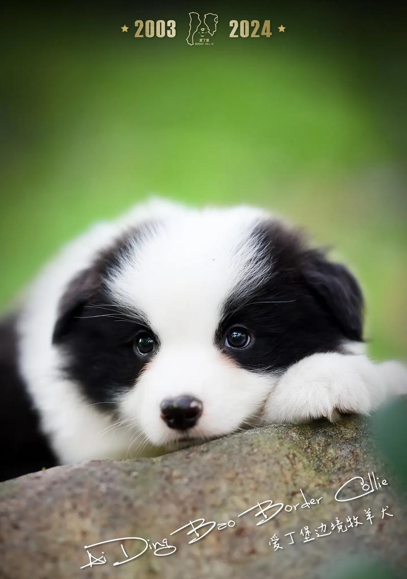 边境牧羊犬（边境牧羊犬的智商和工作能力让它成为最受欢迎的犬种之一）