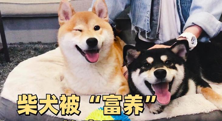 柴犬之爱，掉毛之痛（如何应对柴犬掉毛问题）