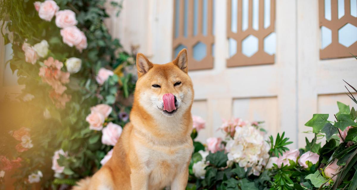 柴犬（了解柴犬的四大优点，愿与你共享生活的忠诚伙伴）