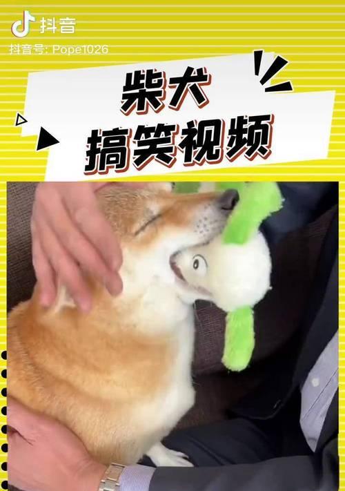 如何挑选适合自己的柴犬（挑选柴犬的注意事项和关键因素）