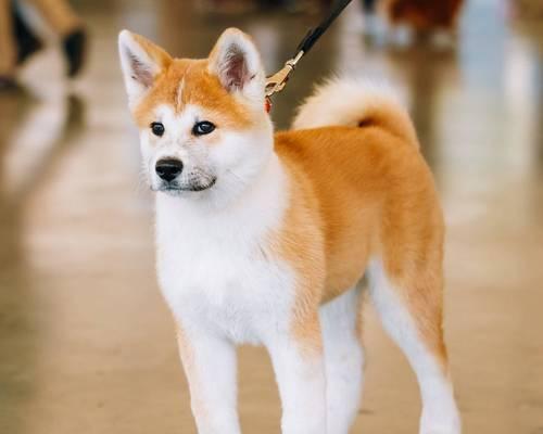 柴犬——中型犬还是大型犬？（探讨柴犬的体型归属及特点）